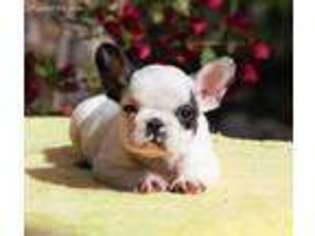 French Bulldog Puppy for sale in Escondido, CA, USA