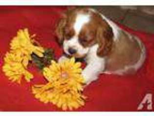 Cavalier King Charles Spaniel Puppy for sale in SPRINGFIELD, OH, USA