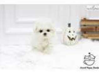 Bichon Frise Puppy for sale in Albany, NY, USA
