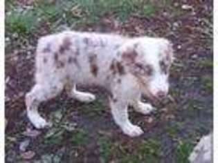Australian Shepherd Puppy for sale in UNIONTOWN, KS, USA