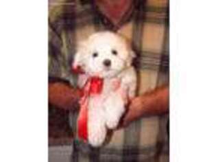Maltese Puppy for sale in Lexington, TN, USA