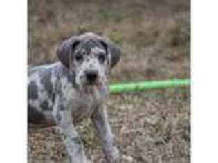 Great Dane Puppy for sale in Olaton, KY, USA