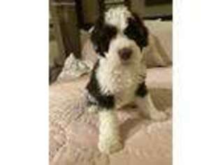 Portuguese Water Dog Puppy for sale in Allen, TX, USA