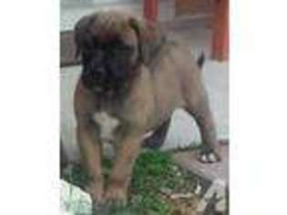 Mastiff Puppy for sale in TARPON SPRINGS, FL, USA