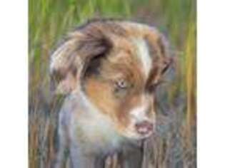 Miniature Australian Shepherd Puppy for sale in Riverbank, CA, USA