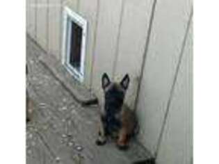 Belgian Malinois Puppy for sale in Quitman, TX, USA