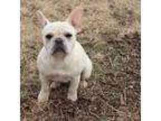 French Bulldog Puppy for sale in Tuttle, OK, USA