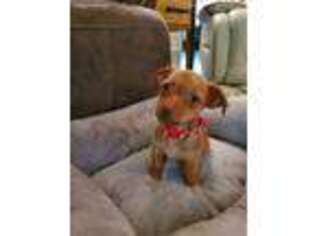 Yorkshire Terrier Puppy for sale in Gig Harbor, WA, USA