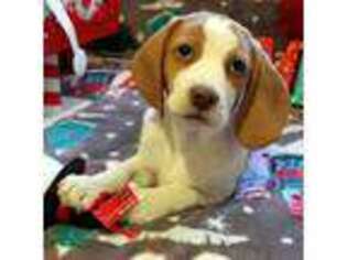Beagle Puppy for sale in Colorado Springs, CO, USA