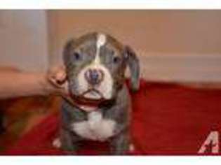 American Pit Bull Terrier Puppy for sale in NORTH HOLLYWOOD, CA, USA