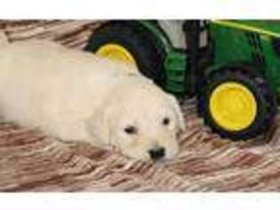 Goldendoodle Puppy for sale in Centerville, PA, USA