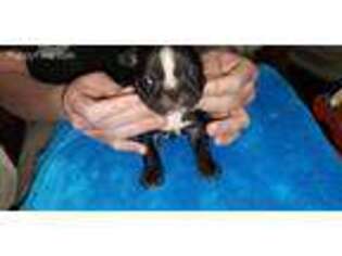 Mutt Puppy for sale in Mound City, KS, USA