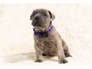 Cane Corso Puppy for sale in Hooper, CO, USA