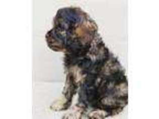 Cavapoo Puppy for sale in Orem, UT, USA