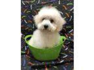 Bichon Frise Puppy for sale in Pickford, MI, USA