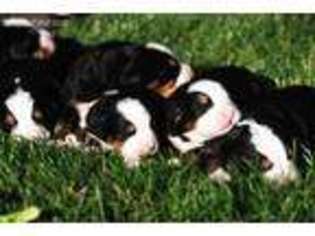 Bernese Mountain Dog Puppy for sale in Holland, MI, USA