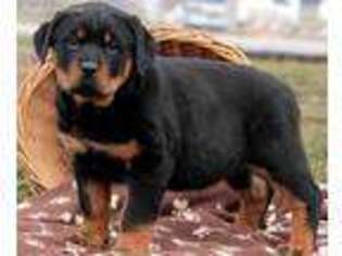 Rottweiler Puppy for sale in Sudbury, MA, USA