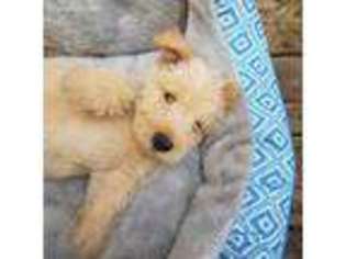 Medium Photo #1 Scottish Terrier Puppy For Sale in Gadsden, AL, USA