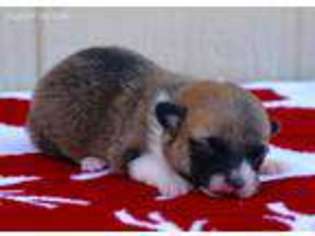 Pembroke Welsh Corgi Puppy for sale in Bonham, TX, USA