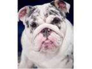 Bulldog Puppy for sale in Lakewood, NY, USA