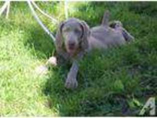 Weimaraner Puppy for sale in BLOOMINGTON, IL, USA