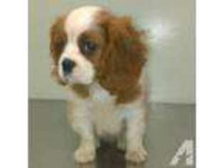 Cavalier King Charles Spaniel Puppy for sale in LAWNDALE, CA, USA