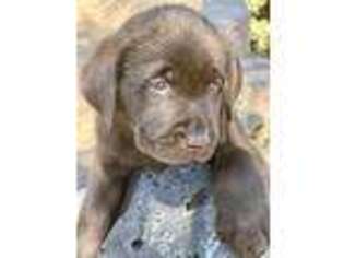 Labrador Retriever Puppy for sale in Yorba Linda, CA, USA