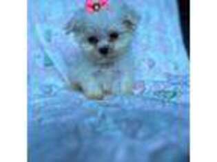 Maltese Puppy for sale in Summerville, SC, USA