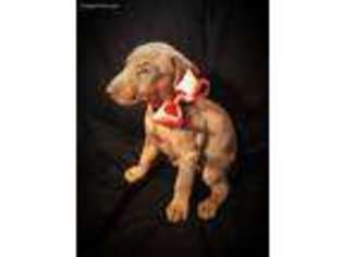 Doberman Pinscher Puppy for sale in Louisville, KY, USA
