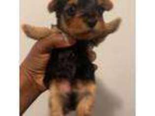 Yorkshire Terrier Puppy for sale in Lake City, SC, USA
