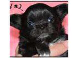 Chihuahua Puppy for sale in Orange, TX, USA