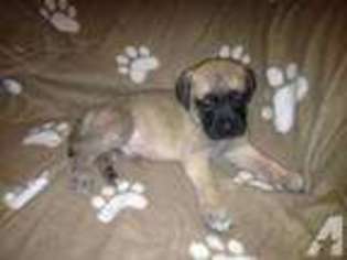 Mastiff Puppy for sale in PEMBROKE PINES, FL, USA
