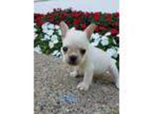 French Bulldog Puppy for sale in Odon, IN, USA