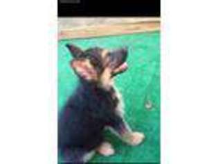 German Shepherd Dog Puppy for sale in Clarkton, NC, USA