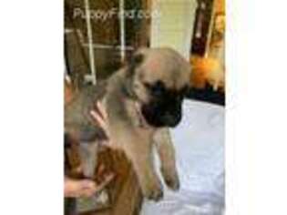 Cane Corso Puppy for sale in Dorchester, SC, USA