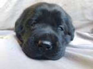 Labrador Retriever Puppy for sale in Mineral, VA, USA