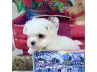 Maltese Puppy for sale in Pembroke Pines, FL, USA