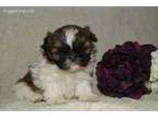 Mutt Puppy for sale in Cynthiana, KY, USA