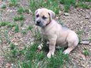 Cane Corso Puppy for sale in Hatfield, AR, USA