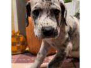 Great Dane Puppy for sale in Truman, MN, USA