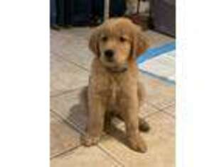 Golden Retriever Puppy for sale in Los Angeles, CA, USA