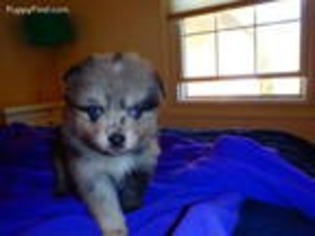 Alaskan Klee Kai Puppy for sale in Asheville, NC, USA