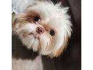 Mutt Puppy for sale in Wynne, AR, USA