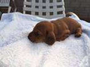 Dachshund Puppy for sale in KAPAA, HI, USA