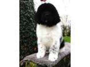 Newfoundland Puppy for sale in Spencer, IA, USA