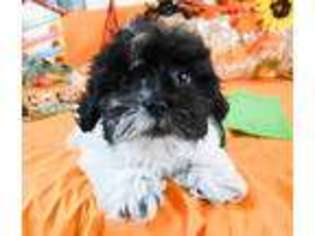 Shih-Poo Puppy for sale in Lecanto, FL, USA
