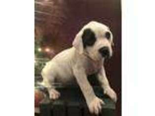American Bulldog Puppy for sale in Philadelphia, PA, USA