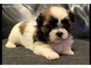 Mutt Puppy for sale in Boonville, IN, USA