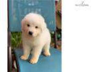 Great Pyrenees Puppy for sale in Atlanta, GA, USA