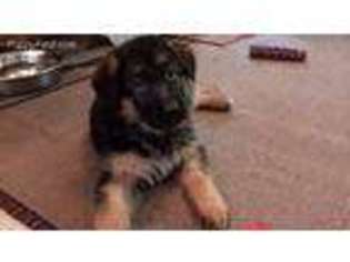 German Shepherd Dog Puppy for sale in Middletown, IL, USA